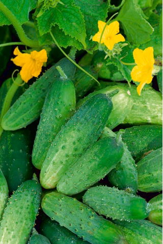 Pepino de campo Izyd F1 - SEMILLAS RECUBIERTAS - 