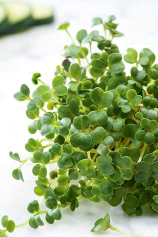 Microgreens - Grønnkål - unge unikt smakende blader - 1 kg - 