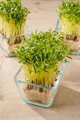 Microgreens - Épinards - jeunes feuilles au goût unique - 250 grammes - 