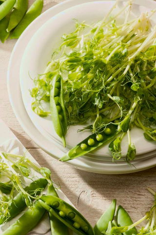Microgreens - Pois de sucre - Jeunes feuilles au goût unique - 1 kg - 
