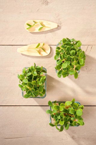 Microgreens - Girasol - 250 g - Dulzura delicada, crujiente y vibrante - Semillas frescas