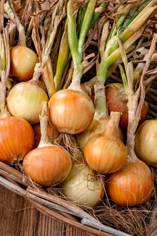 Onion Wega F1 - 100 grams