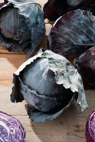Repollo rojo Langedijker Dauer 2 - variedad tardía - 
