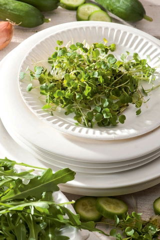 Semi per germogli BIO - Rucola - Rucola - Semi biologici certificati - 