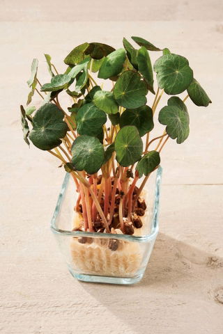 Microgreens - Garten Kapuzinerkresse - junge, einzigartig schmeckende Blätter - 250 Gramm - 