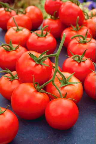 Tomate 'Rumba Ożarowska' - Freilandtomate frühe Sorte – PILLENSAAT