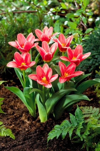 Tulip 'Fashion' - großes Paket - 50 Stück