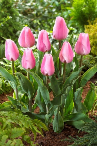 Tulip Synaeda Amor - confezione grande! - 50 pezzi