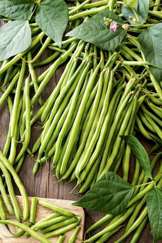 Paulinera ranskalainen papu - kääpiö, vihreä lajike - 