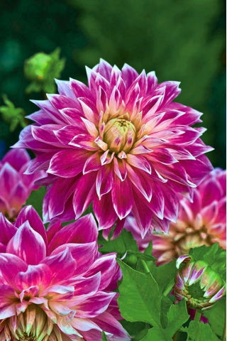 Dahlia - Purple Explosion - large pack! - 10 pcs