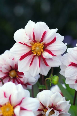 Dahlia - Fire and Ice - XL pack! - 50 pcs