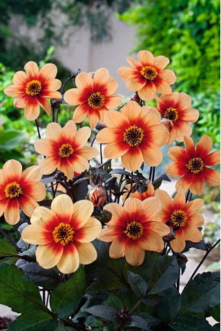 Dahlia - Sunshine - stor pakke! - 10 stk.