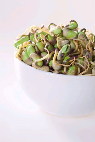 Semi che germogliano con un grande germoglio - Soia - 