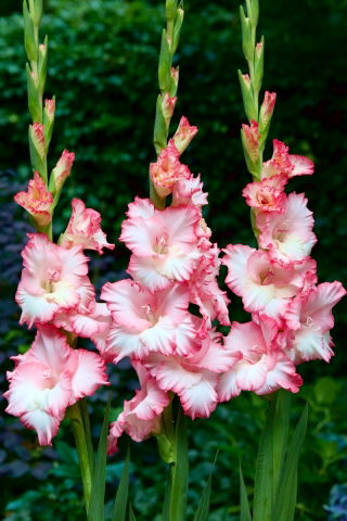Mr Sandman gladiolus - 5 pcs