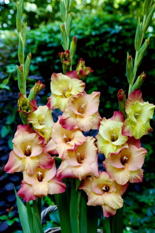 Shooter Gladiolus - 5 Stk - 
