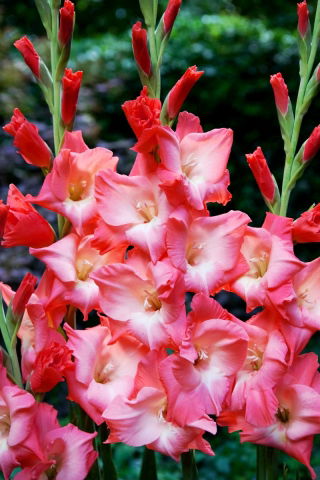 Sen gladiolus - 5 ks