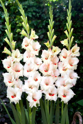 Candy Bar gladiolus - stor pakke! - 50 stk