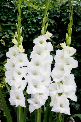 Tibet gladiolus - 5 stk.