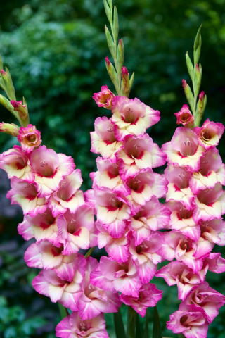 Novara gladiolus - velké balení! - 50 ks.