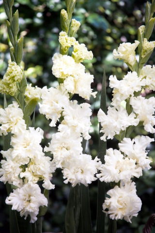 Blæksprutte gladiolus - 5 stk.