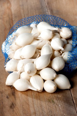 ceapa alba alba Alibaba - 10 kg - 