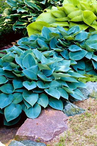 Halcyon hosta, plantain lily - large package! - 10 pcs