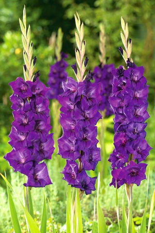 Purple Flora gladiolus - XL package! - 250 pcs