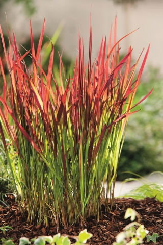 Cogongrass - Red Baron - kunai gras - groot pakket! - 10 stuks - 
