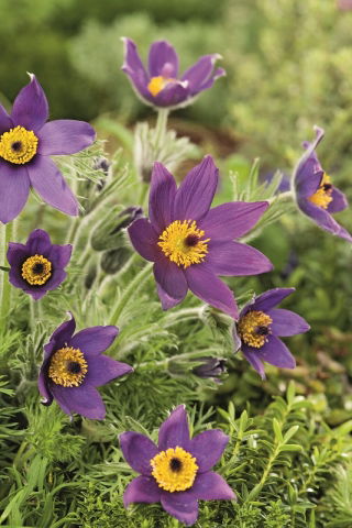 Pasque-kukka - siniset kukat - taimi; Pasqueflower, Pasqueflower, European Pasqueflower - iso paketti! - 10 kpl