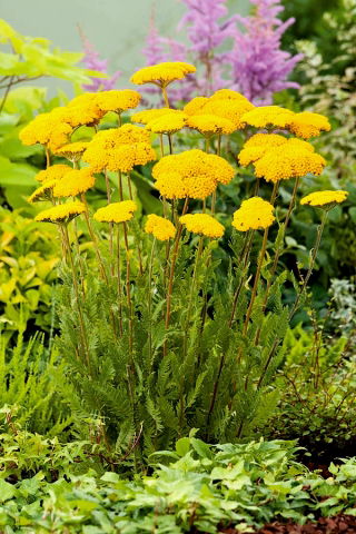 Milenrama de hoja de helecho - Parker's - Amarillo; hemorragia nasal, milenrama - paquete grande! - 10 piezas