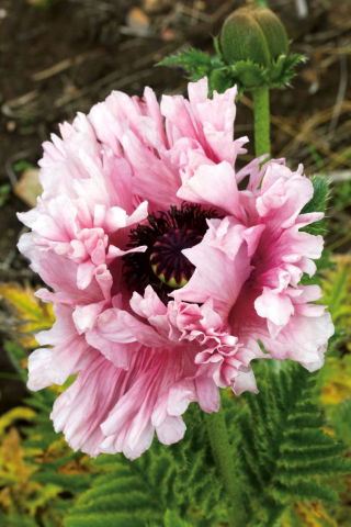 Papaver, Poppy Ruffled Patty - stort paket! - 10 st