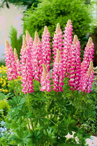 Lupinus, Lupin, Lupin O Chatelaine - pacote grande! - 10 pcs.