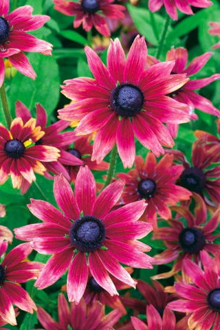 Cherry Brandy black-eyed Susan (Rudbeckia) - veliko pakiranje! - 10 kosov