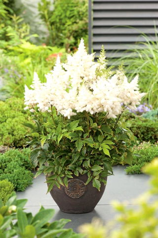 Astilbe "Weisse Gloria" - white; false spirea -  large package! - 10 pcs