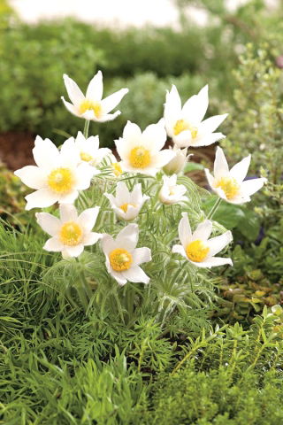 Pasque blomst - hvide blomster - frøplante; pasqueflower, almindelig pasque blomst, europæisk pasqueflower - XL pakning - 50 stk.