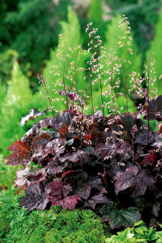 Heuchera, Alumroot Purple Palace - veľké balenie! - 10 ks