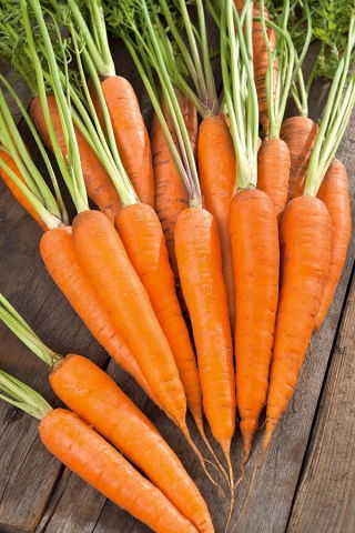 Carrot 'Comet - Kometa F1' seeds - Daucus carota