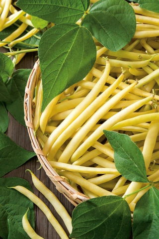 BIO Fagiolo nano giallo francese "Berggold" - semi biologici certificati - 