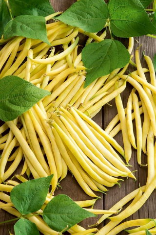 Haricot - Goussdor - Phaseolus vulgaris L. - graines