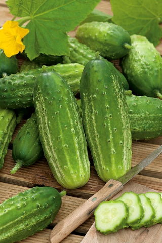 Cetriolo "Edyp F1" - NANO-GRO - aumenta il volume del raccolto del 30% - 