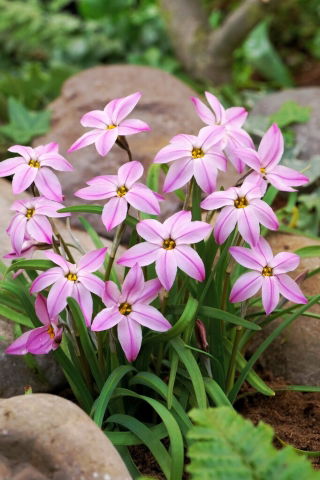 Tessa starflower Ipheion - XXL pack 100 pcs