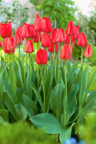 Tulip Parade - XXXL pack  250 pcs