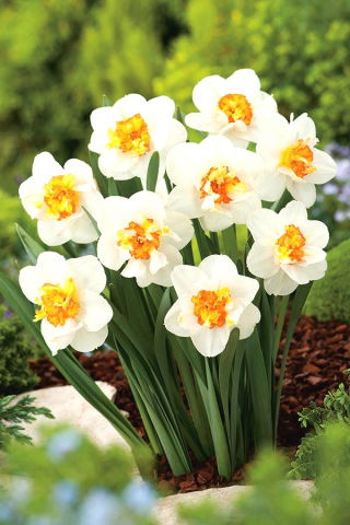 Narcissus Flower Drift - Daffodil Flower Drift - XXXL pack  250 pcs