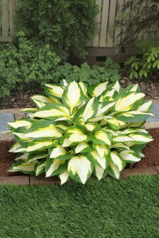 Colour Festival hosta, lys plantain - feuilles tricolores - pack XL - 50 pcs