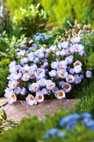 Crocus Blue Pearl - GIGA Pack! - 500 pcs.