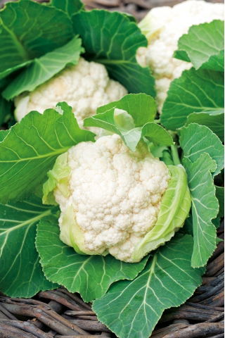 Coliflor - Igloo - Cosecha temprana, fácil de cultivar - Semillas frescas