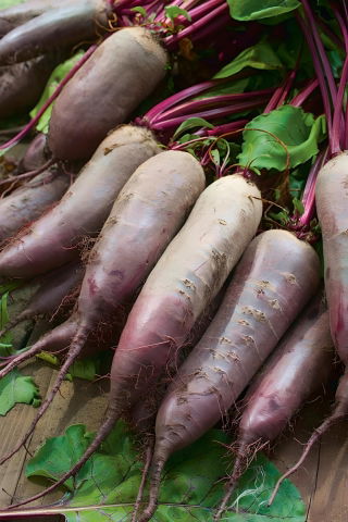 Beterraba 'Kier' - 500g sementes (Beta vulgaris)