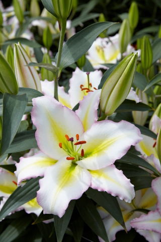 Lirio 'Primrose Hill' - oriental, fragante - Paquete grande! - 10 unidades