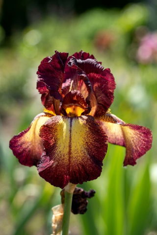 Iris germanică „Provencal”