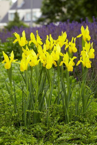 Kosatec holandský - Strongold - Iris hollandica - cibulky - 10 ks